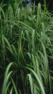 Miscanthus sinensis var. condensatus 'Cabaret'