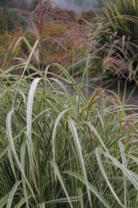 Miscanthus sinensis 'Variegatus'