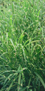 Miscanthus sinensis 'Zebrinus'