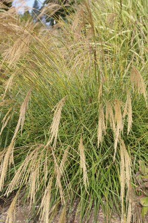 Miscanthus transmorrisonensis 'Arnin's Weeping'