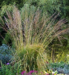 Molinia caerulea ssp. arundinacea 'Skyracer'