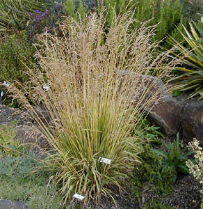 Molinia caerulea 'Variegata'