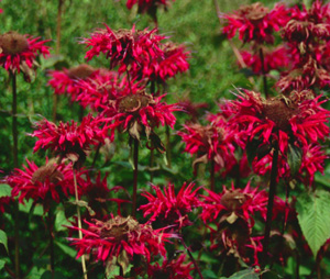 Monarda 'Gardenview Scarlet'