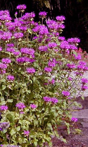 Monarda 'Prairie Night'