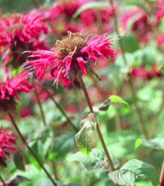 Monarda 'Raspberry Wine'