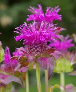 Monarda 'Scorpion'