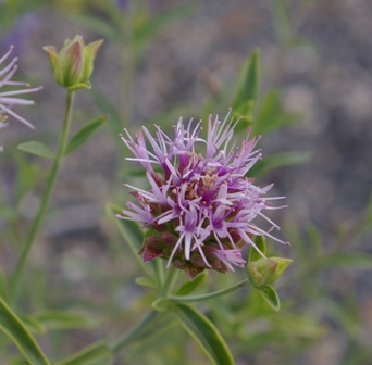 Monardella linioides ssp. viminea