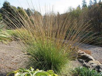 Muhlenbergia rigens