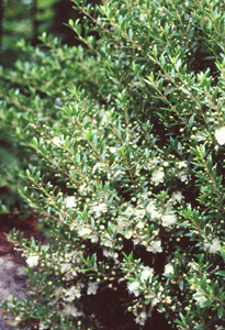 Myrtus communis