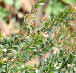Myrtus communis subsp. tarentina