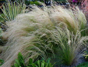 Nassella (Stipa) tenuissima