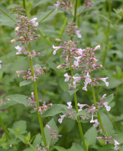 Nepeta 'Dawn to Dusk'
