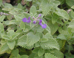 Nepeta racemosa 'Little Titch'