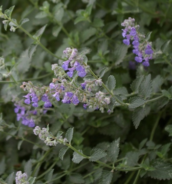 Nepeta 'Six Hills Giant'