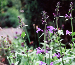 Nepeta 'Souvenir d' Andre Chaudron'