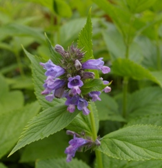 Nepeta subsessilis