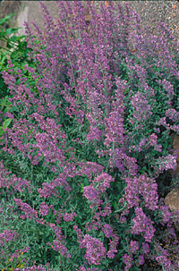 Nepeta 'Walker's Low'