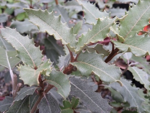 Olearia macrodonta