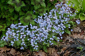 Omphalodes 'Parisian Skies'