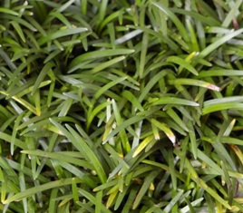 Ophiopogon japonicus 'Nanus'