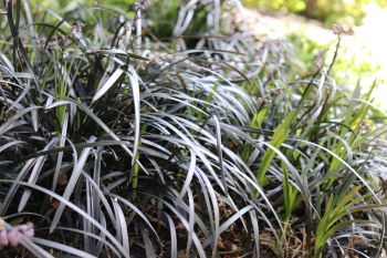 Ophiopogon planiscapus 'Nigrescens'