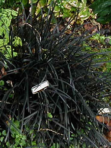 Ophiopogon planiscapus 'Nigrescens'
