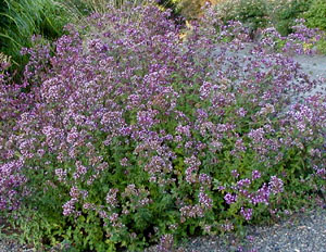 Origanum 'Hopley's'