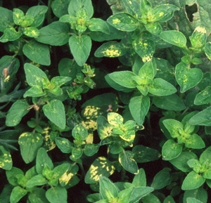 Origanum 'Yellow Flicker'