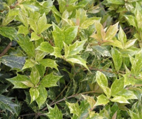 Osmanthus heterophyllus 'Goshiki'