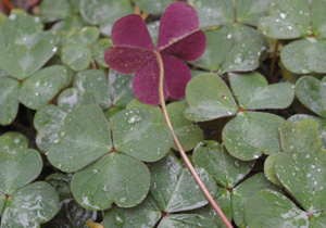 Oxalis 'Klamath Ruby'