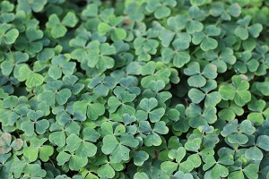 Oxalis oregana