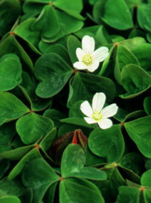 Oxalis oregana