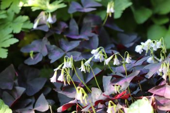 Oxalis triangularis