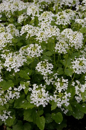 Pachyphragma macrophilla