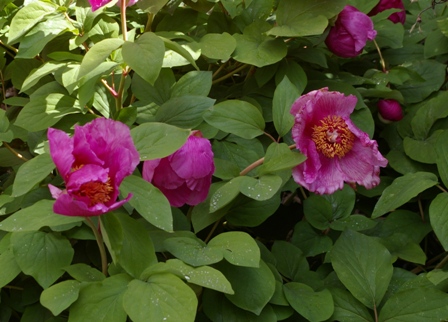 Paeonia caucasica