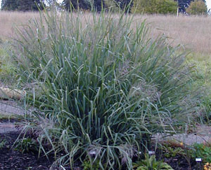 Panicum virgatum 'Dallas Blues'