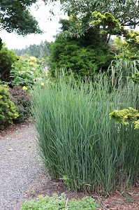 Panicum virgatum 'Heavy Metal'