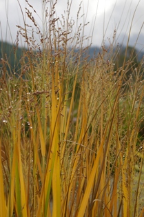 Panicum virgatum 'Northwind'