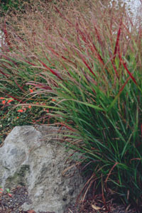 Panicum virgatum 'Shenandoah'