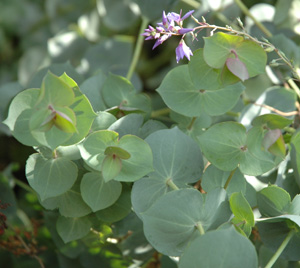 Parahebe perfoliata