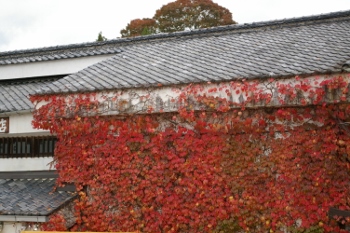 Parthenocissus tricuspidata