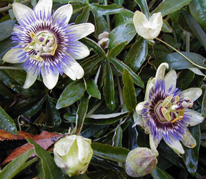 Passiflora caerulea