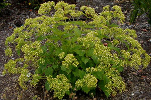 Patrinia gibbosa