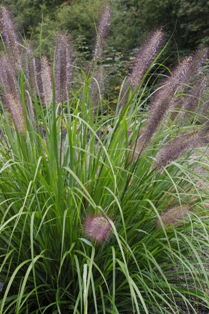 Pennisetum alopecuroides 'Red Head'