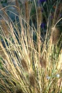 Pennisetum alopecuroides 'Cassian'