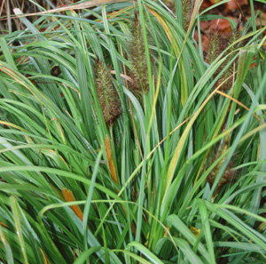 Pennisetum alopecuroides 'Moudry'