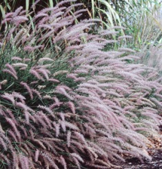 Pennisetum orientale