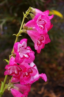 Penstemon 'Aurora'