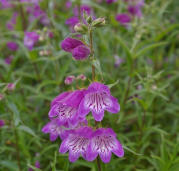 Penstemon campanulatus