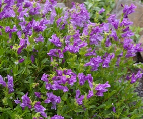 Penstemon cardwellii